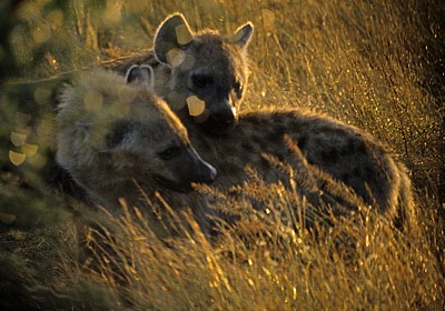 Tüpfelhyänen (Crocuta crocuta) - Kruger National Park