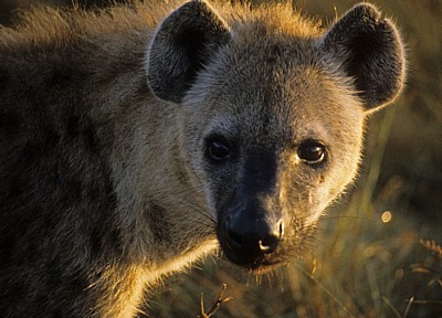 Tüpfelhyäne (Crocuta crocuta) - Kruger National Park