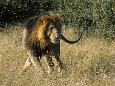 Löwe (Panthera leo) - Kruger National Park