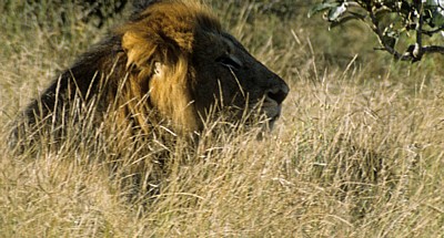 Löwe (Panthera leo) - Kruger National Park