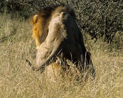 Löwen (Panthera leo) bei der Paarung - Kruger National Park