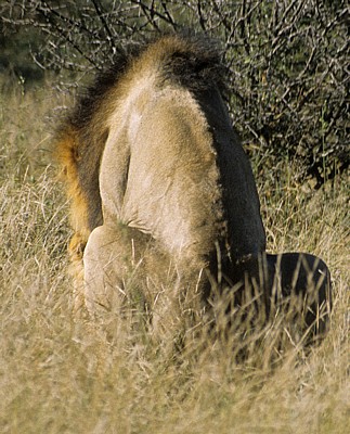 Löwen (Panthera leo) bei der Paarung - Kruger National Park