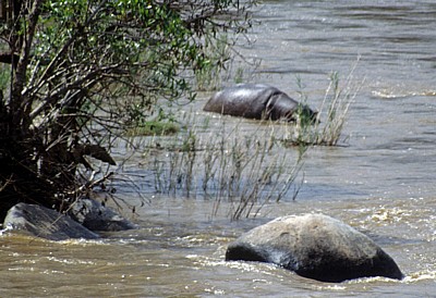 Sabie River: Flußpferd (Hippopotamus amphibius)  - Kruger National Park