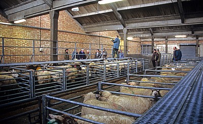 Derby Livestock Market: Schafauktion - Derby
