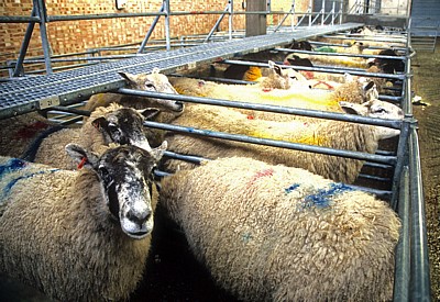 Derby Livestock Market: Schafe in Pferchen - Derby