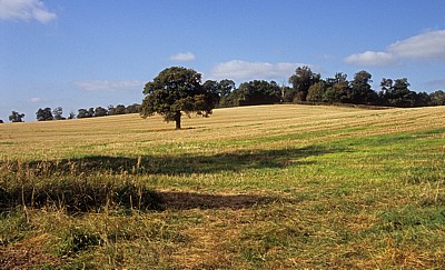 Baum auf einem Feld - Bearley