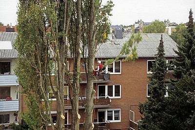Baumfäller bei der Arbeit von Fällen von Pyramidenpappeln (Säulenpappel / Spitzpappel / Italienische Pappel, Populus nig - Osnabrück