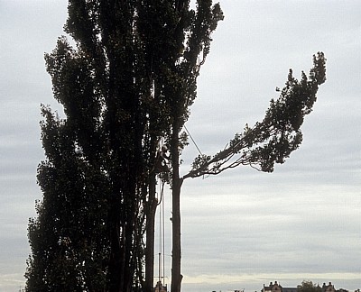 Baumfäller bei der Arbeit von Fällen von Pyramidenpappeln (Säulenpappel / Spitzpappel / Italienische Pappel, Populus nig - Osnabrück