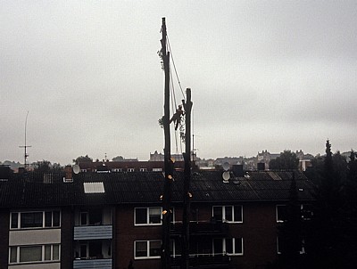 Baumfäller bei der Arbeit von Fällen von Pyramidenpappeln (Säulenpappel / Spitzpappel / Italienische Pappel, Populus nig - Osnabrück