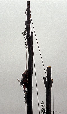 Baumfäller bei der Arbeit von Fällen von Pyramidenpappeln (Säulenpappel / Spitzpappel / Italienische Pappel, Populus nig - Osnabrück
