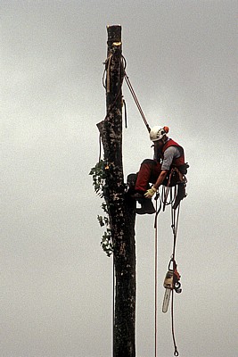 Baumfäller bei der Arbeit von Fällen von Pyramidenpappeln (Säulenpappel / Spitzpappel / Italienische Pappel, Populus nig - Osnabrück