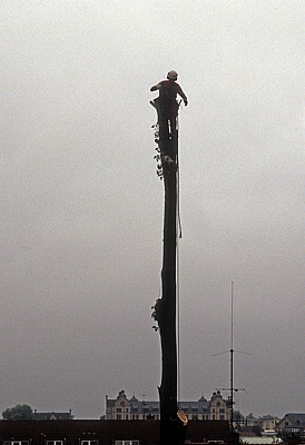 Baumfäller bei der Arbeit von Fällen von Pyramidenpappeln (Säulenpappel / Spitzpappel / Italienische Pappel, Populus nig - Osnabrück