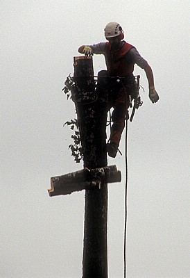 Baumfäller bei der Arbeit von Fällen von Pyramidenpappeln (Säulenpappel / Spitzpappel / Italienische Pappel, Populus nig - Osnabrück