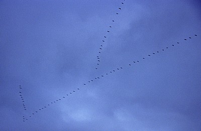 Vogelmigration: Zugformation Grauer Kraniche (Grus grus) - Osnabrück
