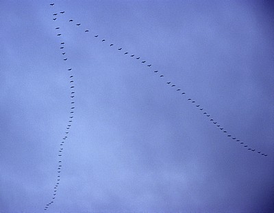 Vogelmigration: Zugformation Grauer Kraniche (Grus grus) - Osnabrück