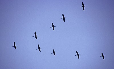 Vogelmigration: Zugformation Grauer Kraniche (Grus grus)  - Osnabrück