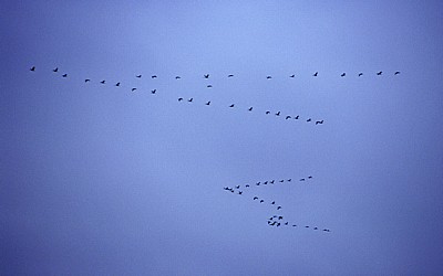 Vogelmigration: Zugformation Grauer Kraniche (Grus grus) - Osnabrück