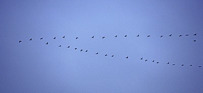 Vogelmigration: Zugformation Grauer Kraniche (Grus grus) - Osnabrück