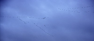Vogelmigration: Zugformation Grauer Kraniche (Grus grus) - Osnabrück