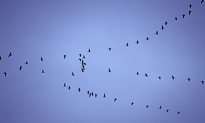 Vogelmigration: Zugformation Grauer Kraniche (Grus grus) - Osnabrück