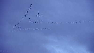 Vogelmigration: Zugformation Grauer Kraniche (Grus grus) - Osnabrück