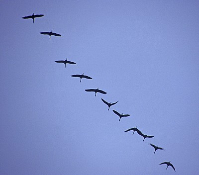 Vogelmigration: Zugformation Grauer Kraniche (Grus grus) - Osnabrück