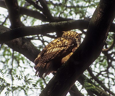 Uhu (Bubo bubo) in einem Baum - Osnabrück