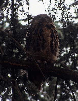 Uhu (Bubo bubo) in einem Baum - Osnabrück
