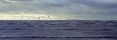 Vogelschwarm vor der Kunstinstallation: Another Place (Antony Gormley) - Crosby
