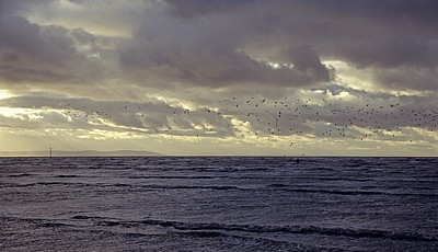 Vogelschwarm über der Kunstinstallation: Another Place (Antony Gormley) - Crosby