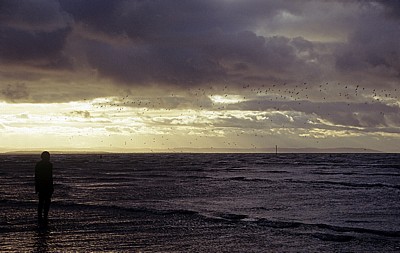 Vogelschwarm über der Kunstinstallation: Another Place (Antony Gormley) - Crosby