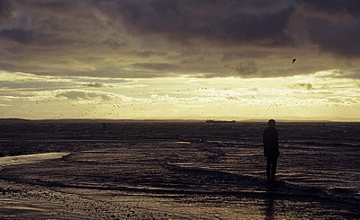 Vogelschwarm über der Kunstinstallation: Another Place (Antony Gormley) - Crosby