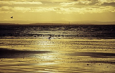 Seevögel an der Kunstinstallation: Another Place (Antony Gormley) - Crosby