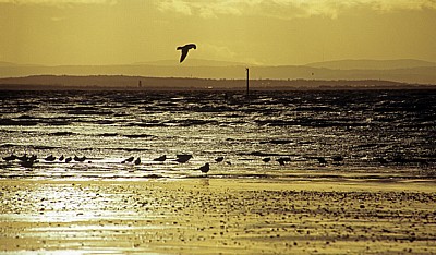 Seevögel an der Kunstinstallation: Another Place (Antony Gormley) - Crosby