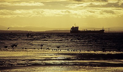 Seevögel am Crosby Beach - Crosby