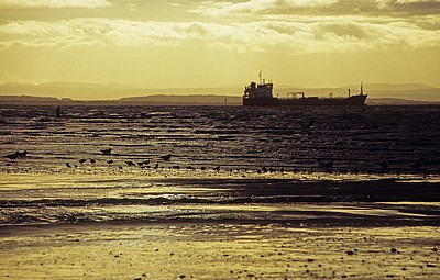 Seevögel am Crosby Beach vor der Kunstinstallation: Another Place (Antony Gormley) - Crosby