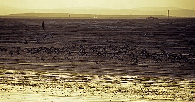 Vogelschwarm vor der Kunstinstallation: Another Place (Antony Gormley) - Crosby