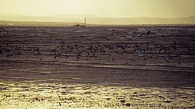 Vogelschwarm vor der Kunstinstallation: Another Place (Antony Gormley) - Crosby