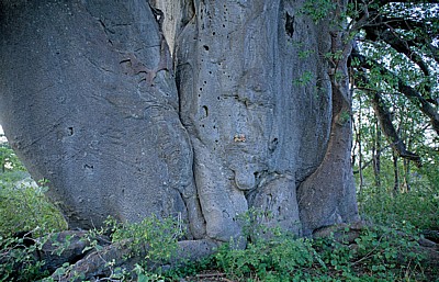 Planet Baobab: Baobab / Afrikanischer Affenbrotbaum (Adansonia digitata) - Detail - Gweta