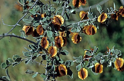 Strauch: Russet Bush Willow (Combretum heroense) - Otjozondjupa