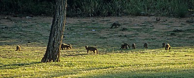 Punyu Tourist Park: Zebramangusten (Mungos mungo) - Tsumeb