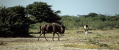 Streifengnu (Connochaetes taurinus) - Etosha Nationalpark