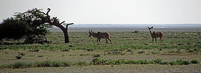 Große Kudus (Tragelaphus strepsiceros) - Etosha Nationalpark