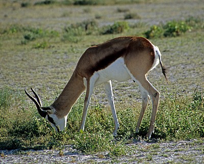 Springböcke (Antidorcas marsupialis) - Etosha Nationalpark