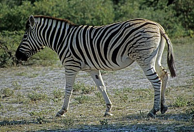 Steppenzebra (Equus quagga) - Etosha Nationalpark