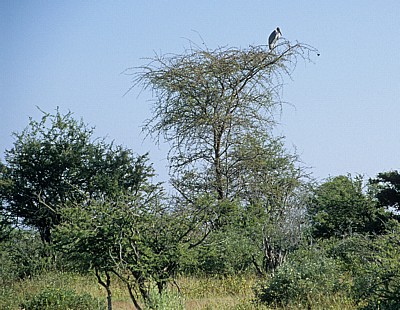 Marabu (Leptoptilos crumeniferus) in einem Baum - Etosha Nationalpark