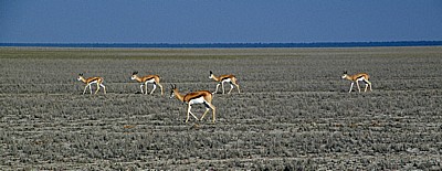 Springböcke (Antidorcas marsupialis) - Etosha Nationalpark