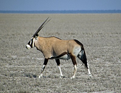 Spießbock (Oryx gazella) - Etosha Nationalpark