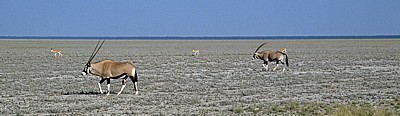 Spießböcke (Oryx gazella) - Etosha Nationalpark