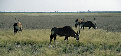 Spießböcke (Oryx gazella) - Etosha Nationalpark